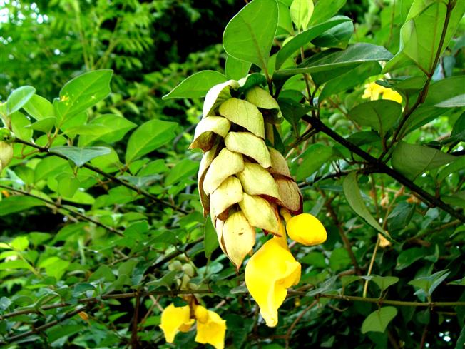 Gmelina phillippinensis